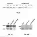 Fig. 04 - Selective Sensitization of Cancer Cells to, and Selective Protection of Non-Cancer Cells from Genotoxic Therapies