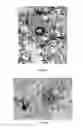 Fig. 04 - Fungal immunogens and related materials and methods