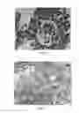 Fig. 09 - Fungal immunogens and related materials and methods