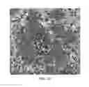 Fig. 10 - Fungal immunogens and related materials and methods