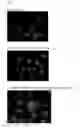 Fig. 13 - Vaccine formulation for ocular immunization