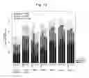 Fig. 55 - Human Immunodeficiency Virus type 1 group M consensus and mosaic envelope glycoproteins
