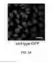 Fig. 03 - Protein derivatization to endow cell penetration
