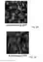 Fig. 04 - Protein derivatization to endow cell penetration