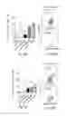 Fig. 07 - Method of preventing and treating type 1 diabetes, allograft rejection and lung fibrosis (by targeting the ATP/P2X7R axis)