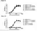 Fig. 13 - Human antibody drug conjugates against tissue factor