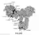 Fig. 32 - SPECIFIC SITES FOR MODIFYING ANTIBODIES TO MAKE IMMUNOCONJUGATES