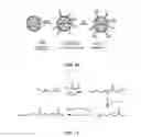 Fig. 16 - TUMOR SPECIFIC ANITBODY CONJUGATES AND USES THEREFOR
