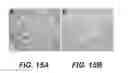 Fig. 19 - TUMOR SPECIFIC ANITBODY CONJUGATES AND USES THEREFOR
