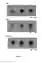 Fig. 03 - Bone substitute nanocomposites and methods of synthesis using multiphosphorylated peptides