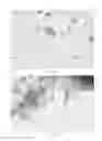 Fig. 16 - Stem Cell Seeded Natural Substrates and Methods Relating Thereto