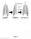 Fig. 12 - Decellularization and recellularization of whole organs