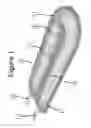 Fig. 02 - Encapsulation of pancreatic cells derived from human pluripotent stem cells