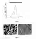Fig. 03 - Osteoinductive calcium phosphates