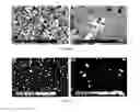 Fig. 05 - Osteoinductive calcium phosphates