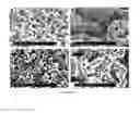 Fig. 09 - Osteoinductive calcium phosphates