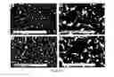 Fig. 10 - Osteoinductive calcium phosphates