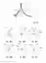 Fig. 61 - Headgear for breathing mask
