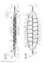 Fig. 15 - MULTI-LEVEL CELL FORMING STRUCTURES AND THEIR USE IN DISPOSABLE CONSUMER PRODUCTS