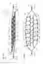 Fig. 17 - MULTI-LEVEL CELL FORMING STRUCTURES AND THEIR USE IN DISPOSABLE CONSUMER PRODUCTS