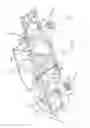 Fig. 02 - Vehicles having side support reinforcement gussets
