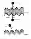 Fig. 10 - Microfluidic devices and methods for the extrusion of tubular structures