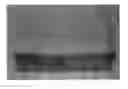 Fig. 01 - Cement binder