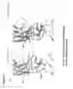 Fig. 05 - Flavonoid IL-17A inhibitors