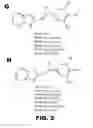 Fig. 20 - Combretastatin analogs