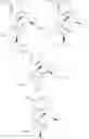 Fig. 49 - 7 beta-substituted 6a, 14a-ethenomorphinans and 7beta-substituted 6a, 14a-ethanomorphinans
