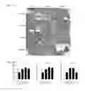 Fig. 02 - Enhanced osteogenic activity of daidzein analogs on human mesenchymal stem cells