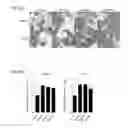 Fig. 07 - Enhanced osteogenic activity of daidzein analogs on human mesenchymal stem cells