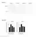 Fig. 08 - Enhanced osteogenic activity of daidzein analogs on human mesenchymal stem cells