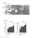 Fig. 09 - Enhanced osteogenic activity of daidzein analogs on human mesenchymal stem cells