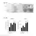 Fig. 11 - Enhanced osteogenic activity of daidzein analogs on human mesenchymal stem cells