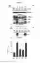Fig. 04 - Modulators of the SRC-kinase activity for preventing or treating metastatic cancer