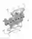 Fig. 03 - Structure-based peptide inhibitors of P53 aggregation as a new approach to cancer therapeutics