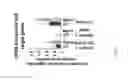 Fig. 12 - Structure-based peptide inhibitors of P53 aggregation as a new approach to cancer therapeutics