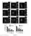 Fig. 06 - Modified proteins and methods of use thereof
