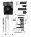 Fig. 07 - Modified proteins and methods of use thereof