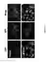 Fig. 34 - Modified proteins and methods of use thereof