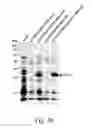 Fig. 05 - Recombinant baculovirus vector and uses thereof