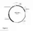 Fig. 02 - COMPOSITIONS AND METHODS FOR TREATMENT OF TYPE 1 DIABETES