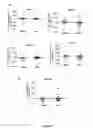 Fig. 10 - COMPOSITIONS AND METHODS FOR TREATMENT OF TYPE 1 DIABETES