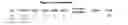 Fig. 05 - ANTIBODIES WITH MODIFIED ISOELECTRIC POINTS AND IMMUNOFILTERING
