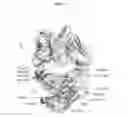 Fig. 12 - ANTIBODIES WITH MODIFIED ISOELECTRIC POINTS AND IMMUNOFILTERING