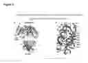 Fig. 04 - Immunoglobulins and variants directed against pathogenic microbes