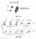 Fig. 03 - ANTI-CD19 COMPOSITIONS AND METHODS FOR TREATING CANCER