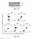 Fig. 15 - ANTI-CD19 COMPOSITIONS AND METHODS FOR TREATING CANCER