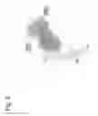 Fig. 07 - Anti-DR5 antibodies, polynucleotides and methods